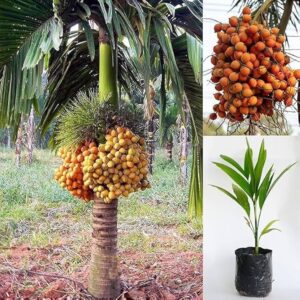 Betel Nut (Supari) Hybrid Plant Fruit Plant
