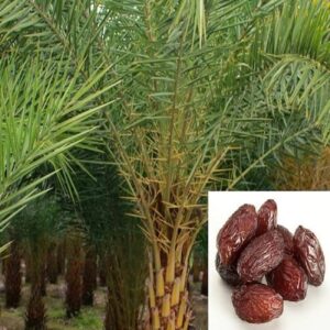 Ajwa Dates Palm Arabian Khurma Khajur Plant (approx 1Feet)