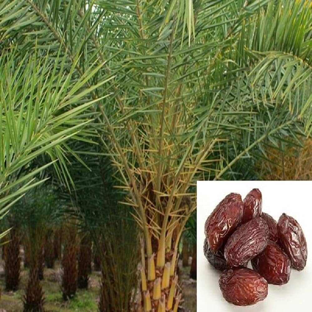 Ajwa Dates Palm Arabian Khurma Khajur Plant (approx 1Feet)