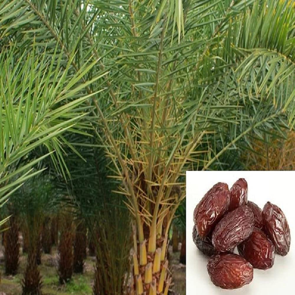 Ajwa Dates Palm Arabian Khajoor Plant | Phoenix dactylifera Premium Live Date Palm Fruit Plant for Home Garden - Image 4