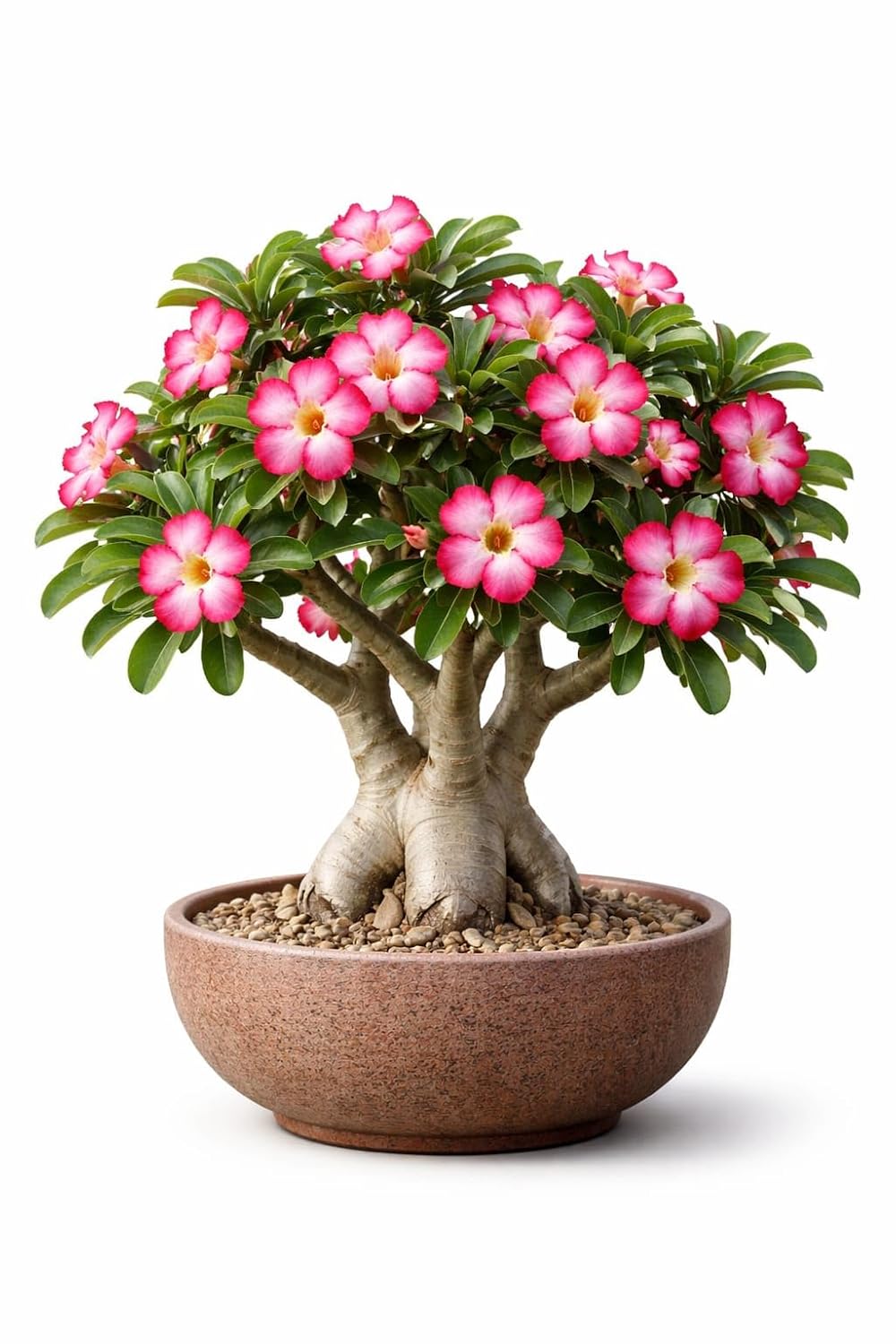 Adenium Pink Flower Plant with Pot | Adenium obesum Desert Rose Live Flowering Succulent - Image 2