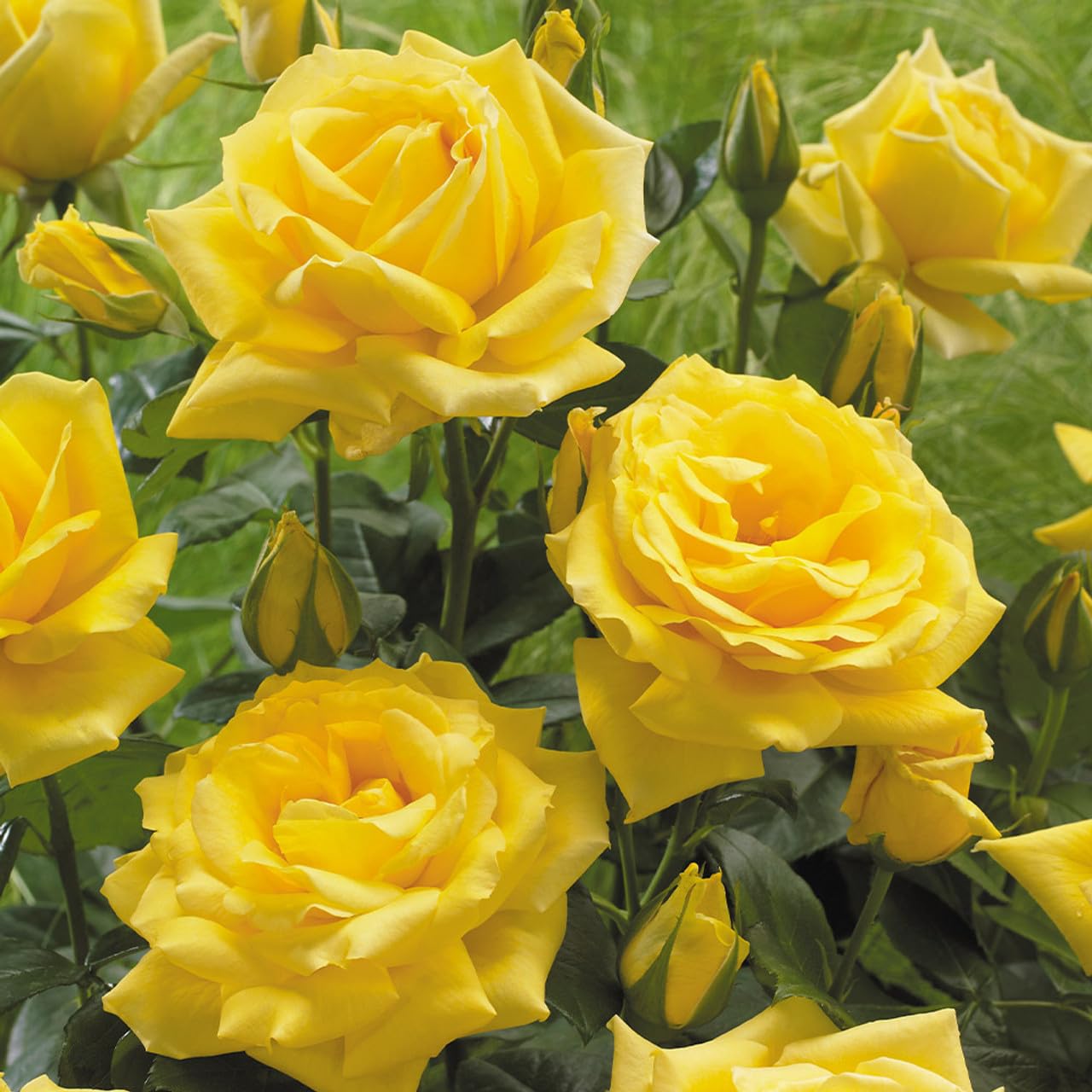 Yellow Grafted Rose Fragrant Flower Plant -Elegant, Long Blooming & Sweetly Fragrant - Image 3