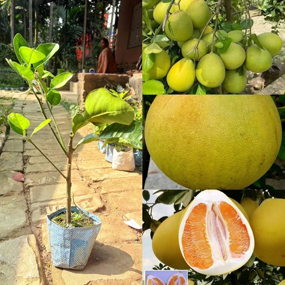 Seedless Pomelo Plant | Citrus maxima Seedless Grapefruit (Jambura) Live Fruit Plant for Home Garden - Image 2
