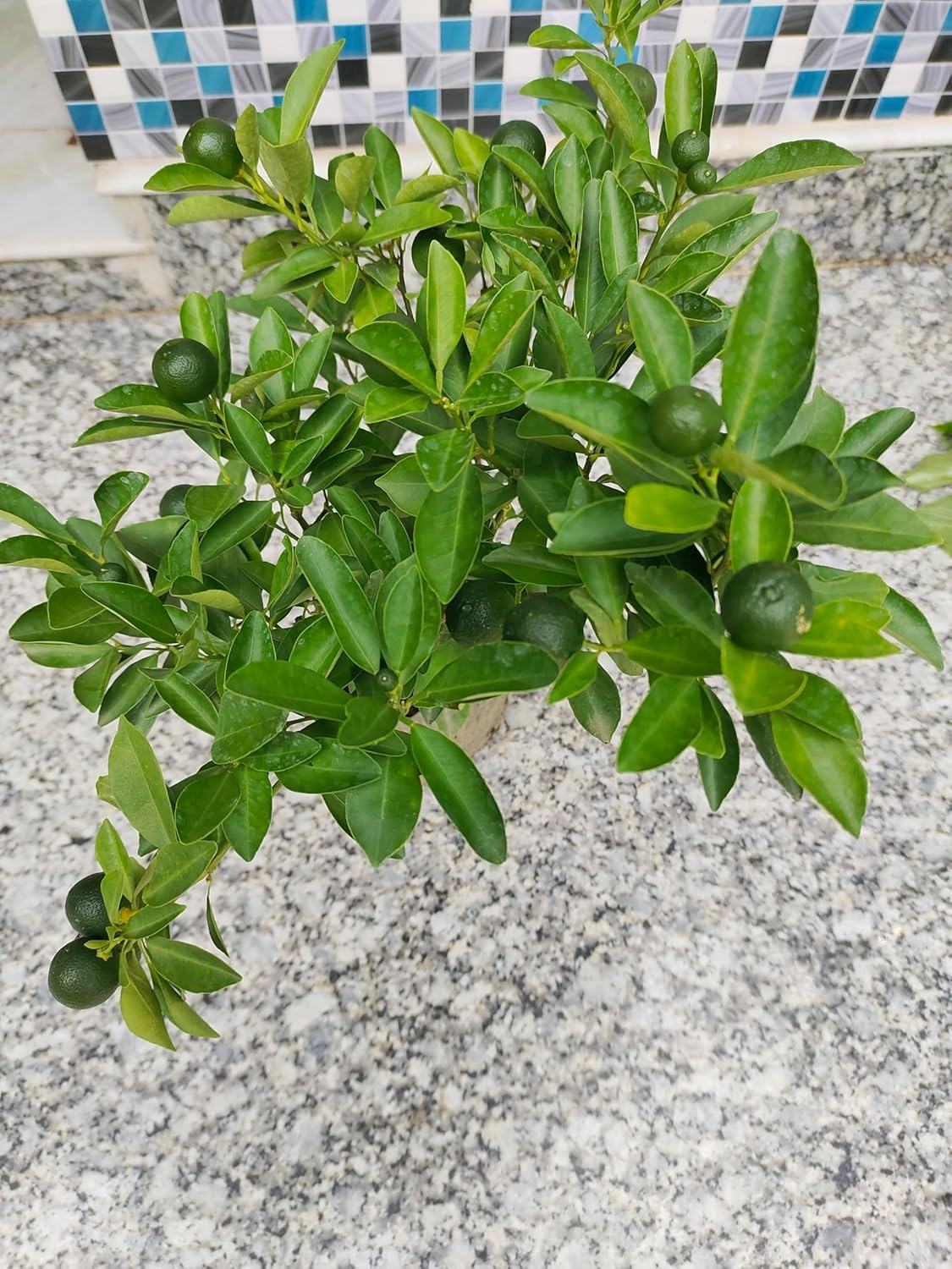 Nagpur Orange Grafted Plant | Sweet Orange Fruit Plant | Live Grafted Orange Tree for Home Garden - Image 5