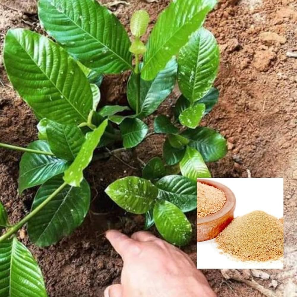 Hing Spice Plant (1.5-3 Feet Height) for Home Garden - Image 5