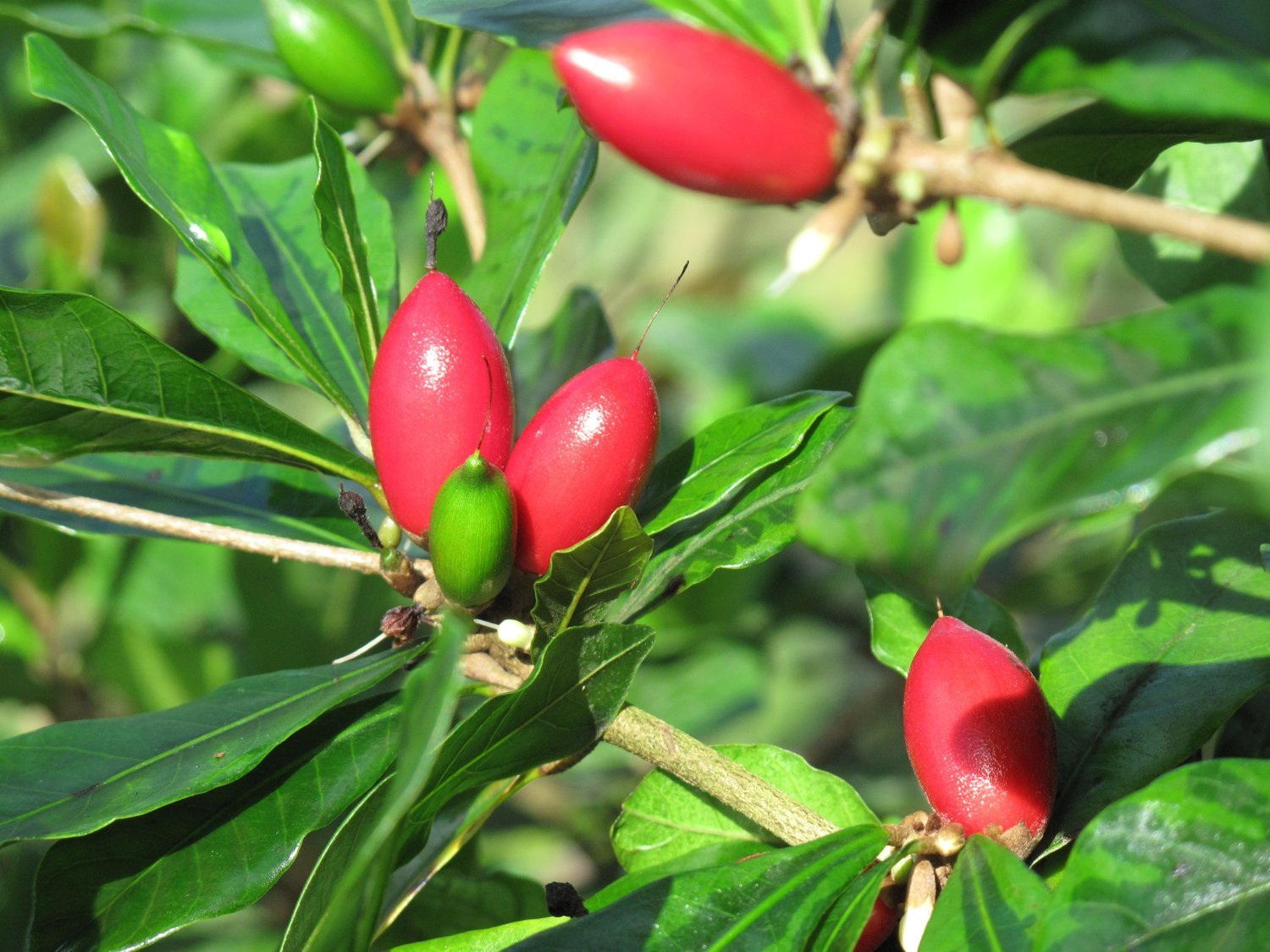 Miracle Fruit Layering Plant | Synsepalum dulcificum Premium Live Exotic Fruit Plant for Home Garden - Image 3