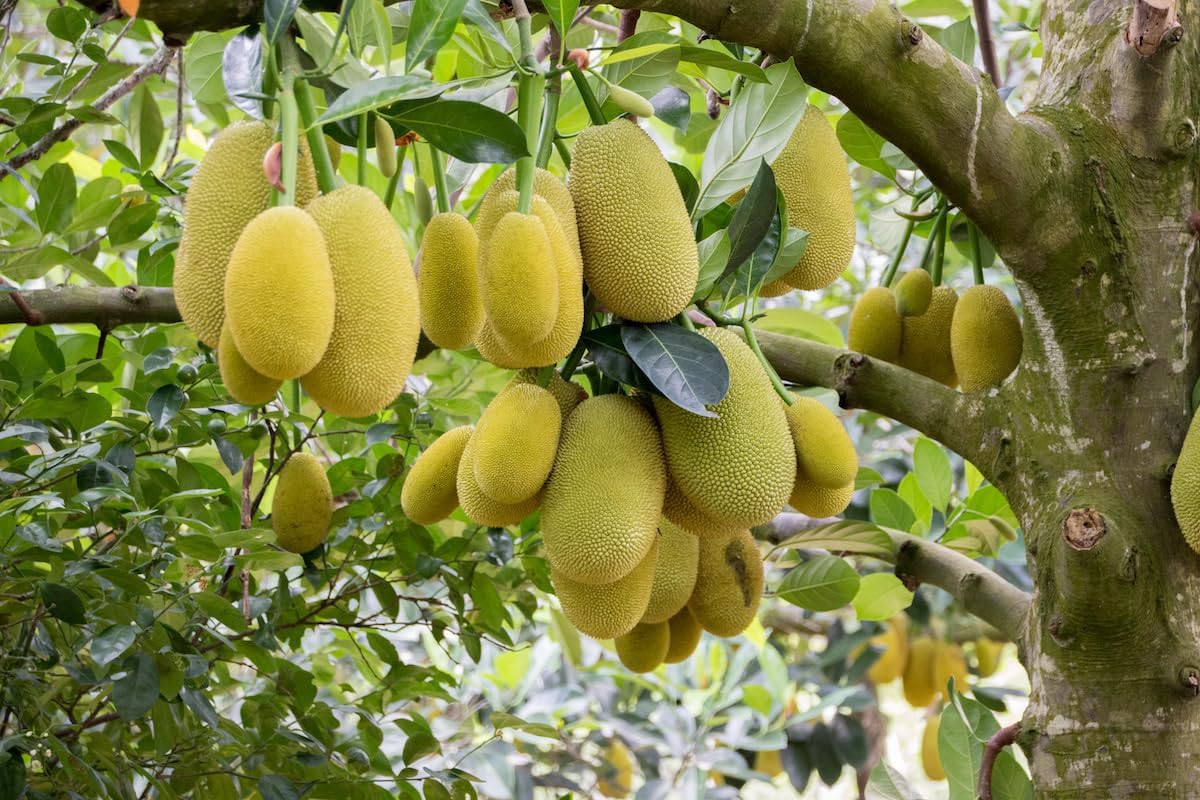 Special Vietnam Super Early Jackfruit Grafted Plant | Artocarpus heterophyllus Premium Hybrid Live Fruit Tree for Home Garden - Image 5