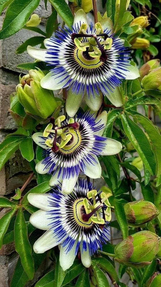 Rakhi Bell Flower (Blue Passion Flower) – A Rare & Exotic Flowering Climber - Image 4