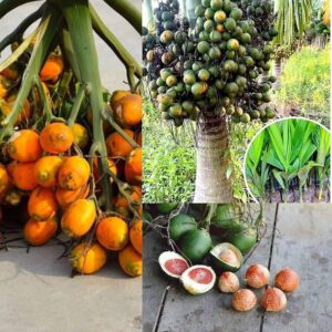Hybrid Dwarf Arecanut (Betel Nut) Plant | Areca catechu Premium Live Palm Tree for Home Garden & Farm