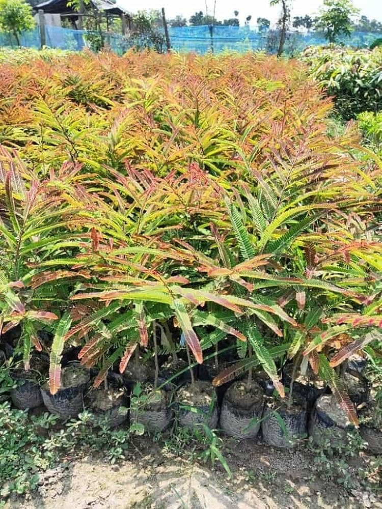 Red Amla Plant (Thai Variety Grafted) | Phyllanthus emblica Premium Live Fruit Plant for Home Garden - Image 4