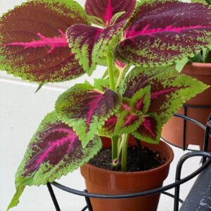 Coleus (Green Pink) Plant | Coleus scutellarioides Live Colorful Foliage Plant for Home Garden