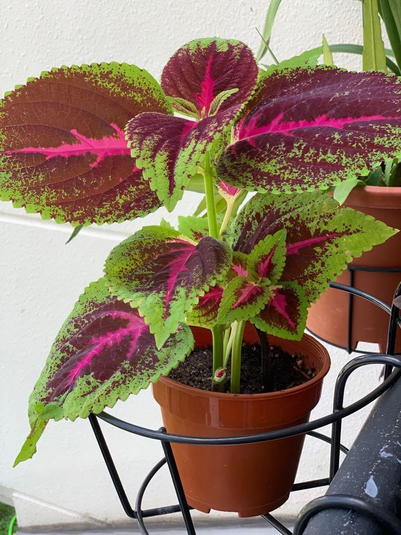 Coleus (Green Pink) Plant | Coleus scutellarioides Live Colorful Foliage Plant for Home Garden