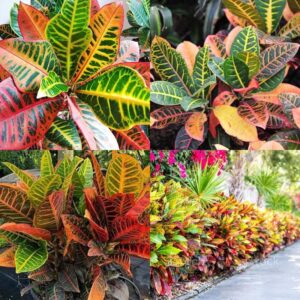 Codiaeum Variegatum Croton Plant | Live Colorful Indoor Croton Plant for Home & Office