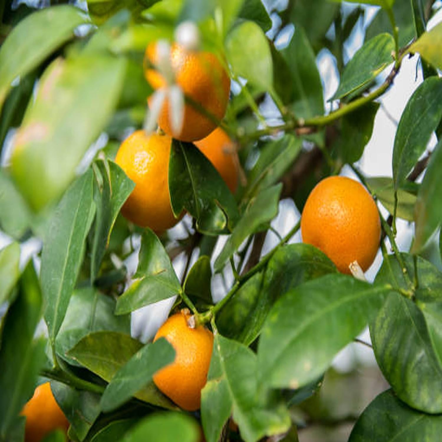 China Orange Santra Grafted Fruit Plant | Sweet Mandarin Orange Live Grafted Plant for Home Garden - Image 3