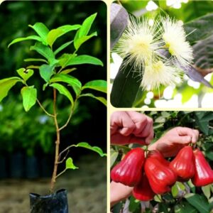 Rare Pink Water Apple Ber (Jamrul) Fruit Plant | Pink Jamrul Live Fruit Plant | Exotic Fruit Tree for Home Garden