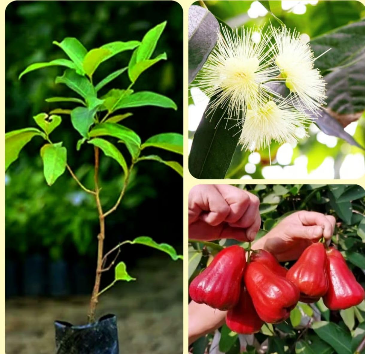 Rare Pink Water Apple Ber (Jamrul) Fruit Plant | Pink Jamrul Live Fruit Plant | Exotic Fruit Tree for Home Garden