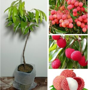 Bombai Litchi (Lychee) Layering/Grafted Fruit Plant | Litchi chinensis Premium Live Fruit Tree for Home Garden