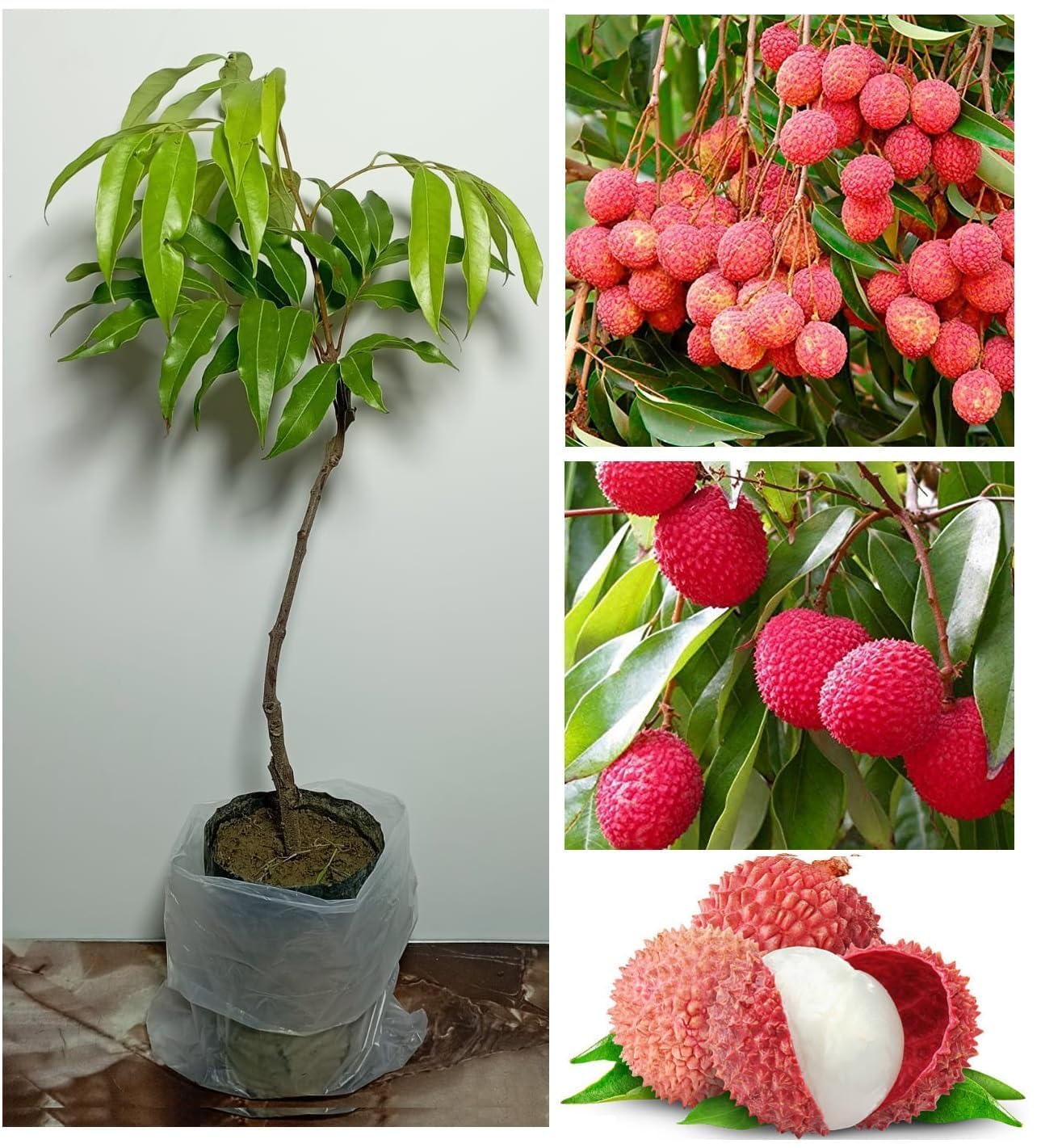 Bombai Litchi (Lychee) Layering/Grafted Fruit Plant | Litchi chinensis Premium Live Fruit Tree for Home Garden