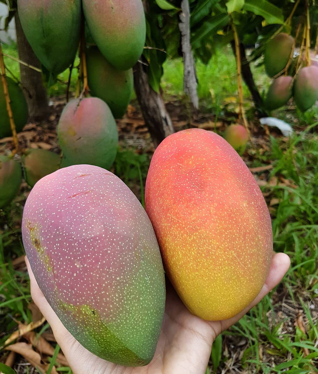 Cogshall Mango Grafted Plant – Mangifera indica | Premium Mango Fruit Plant for Home Garden - Image 5