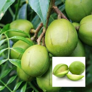 Hog Plum (Bilati Amra) All Time Grafted Fruit Plant | Spondias mombin Premium Live Fruit Tree for Home Garden