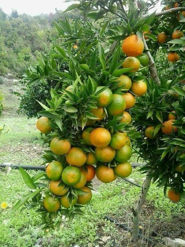 Vietnam All Time Malta Mosambi Hybrid Fruit Plant | Citrus × limetta Premium Grafted Sweet Lime Live Plant for Home Garden - Image 5
