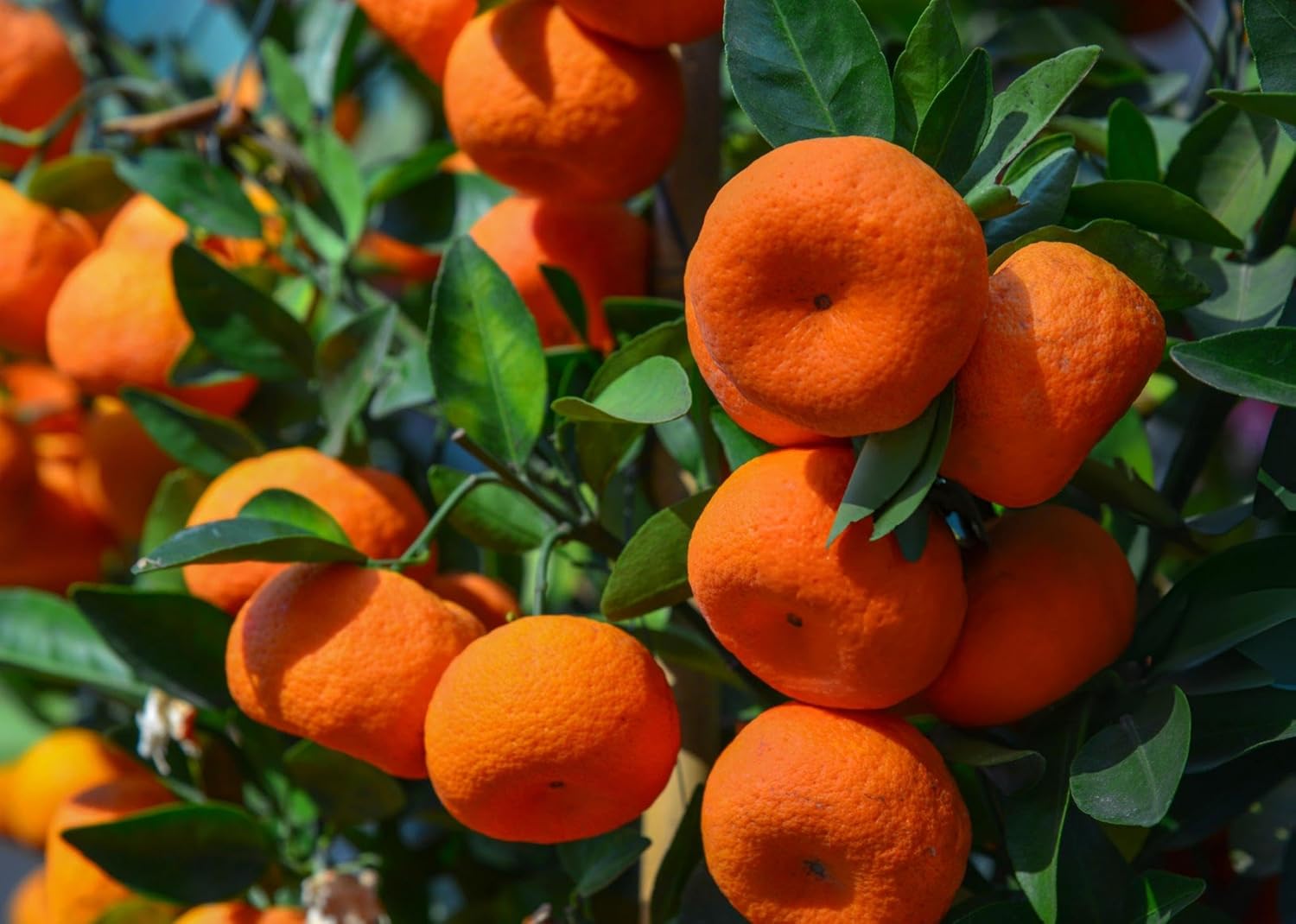 Nagpur Mandarin All Time Orange Plant – Sweet & Juicy Citrus Fruit Tree - Image 4
