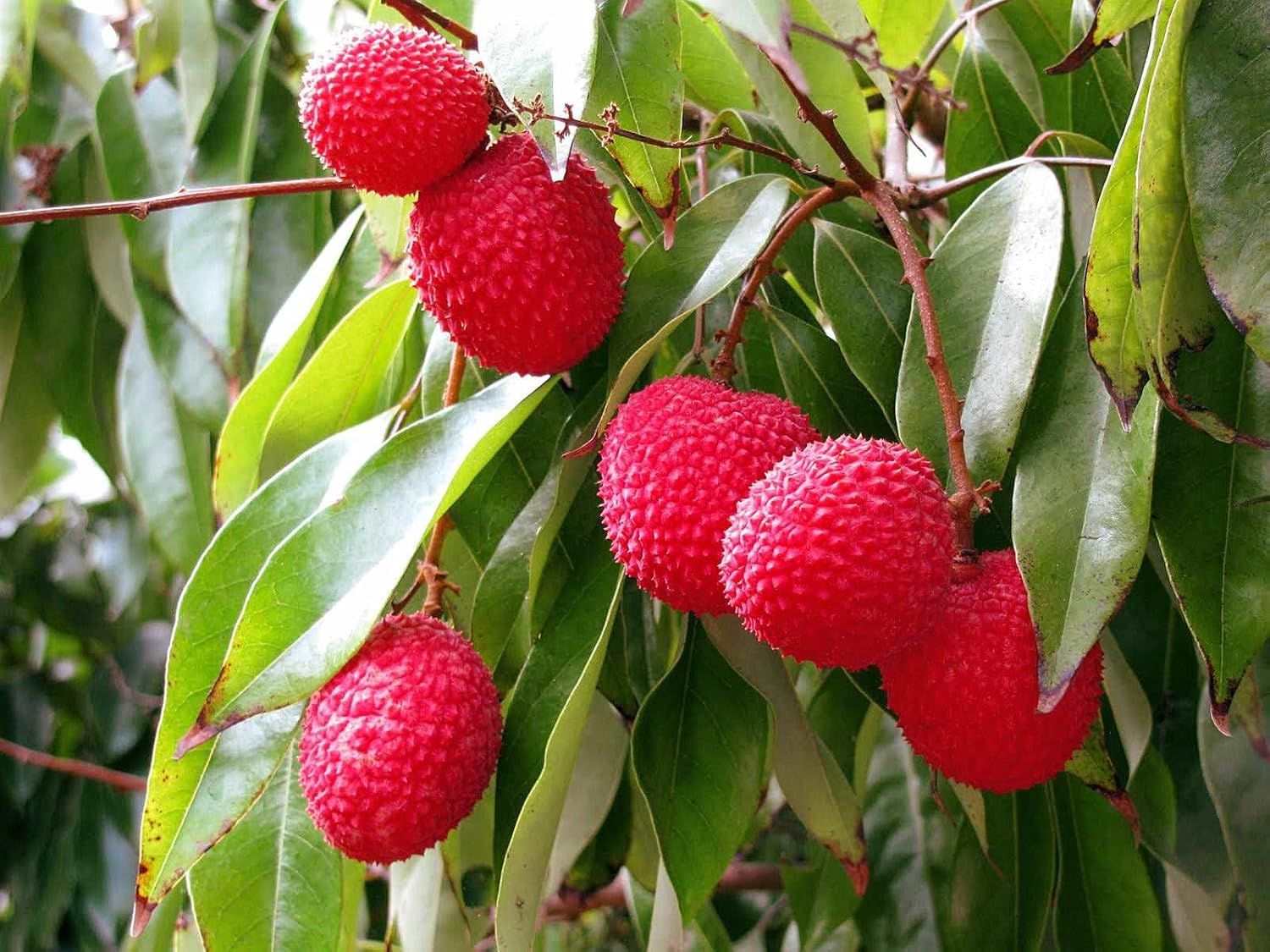 Bombai Litchi (Lychee) Layering/Grafted Fruit Plant | Litchi chinensis Premium Live Fruit Tree for Home Garden - Image 2