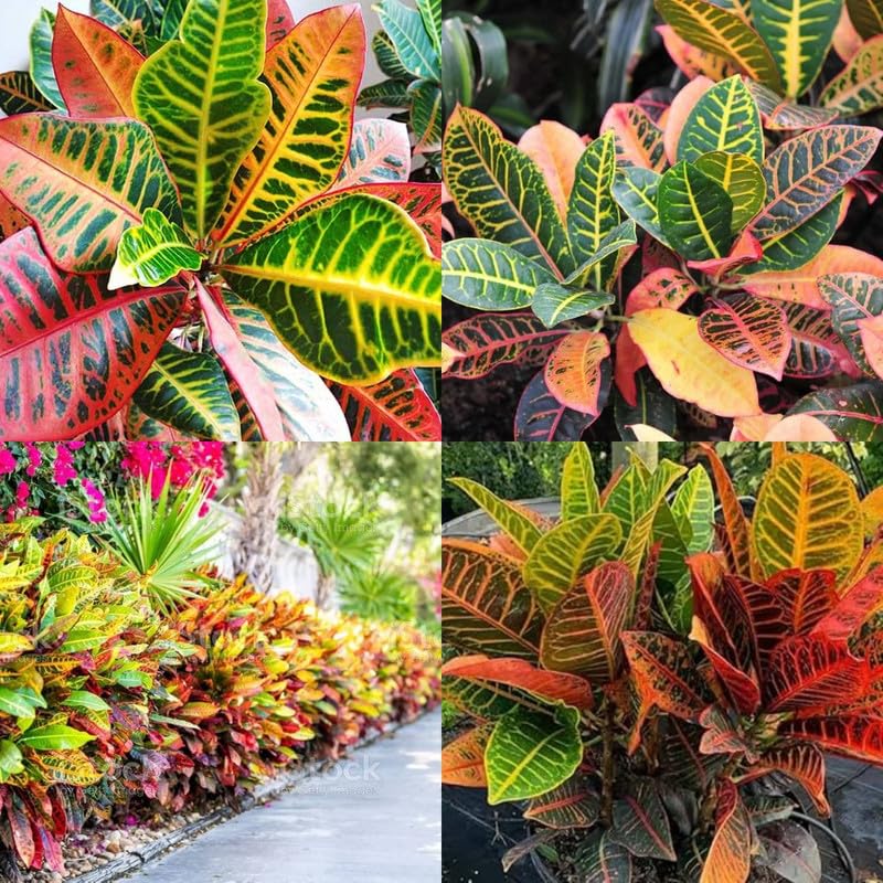 Codiaeum Variegatum Croton Plant | Live Colorful Indoor Croton Plant for Home & Office - Image 2