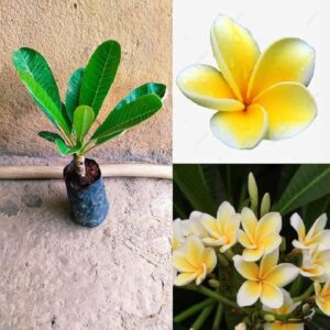 Kat Chapa (Katchapa) Flower Plant | Plumeria rubra Live Fragrant Champa Flower Plant for Home Garden