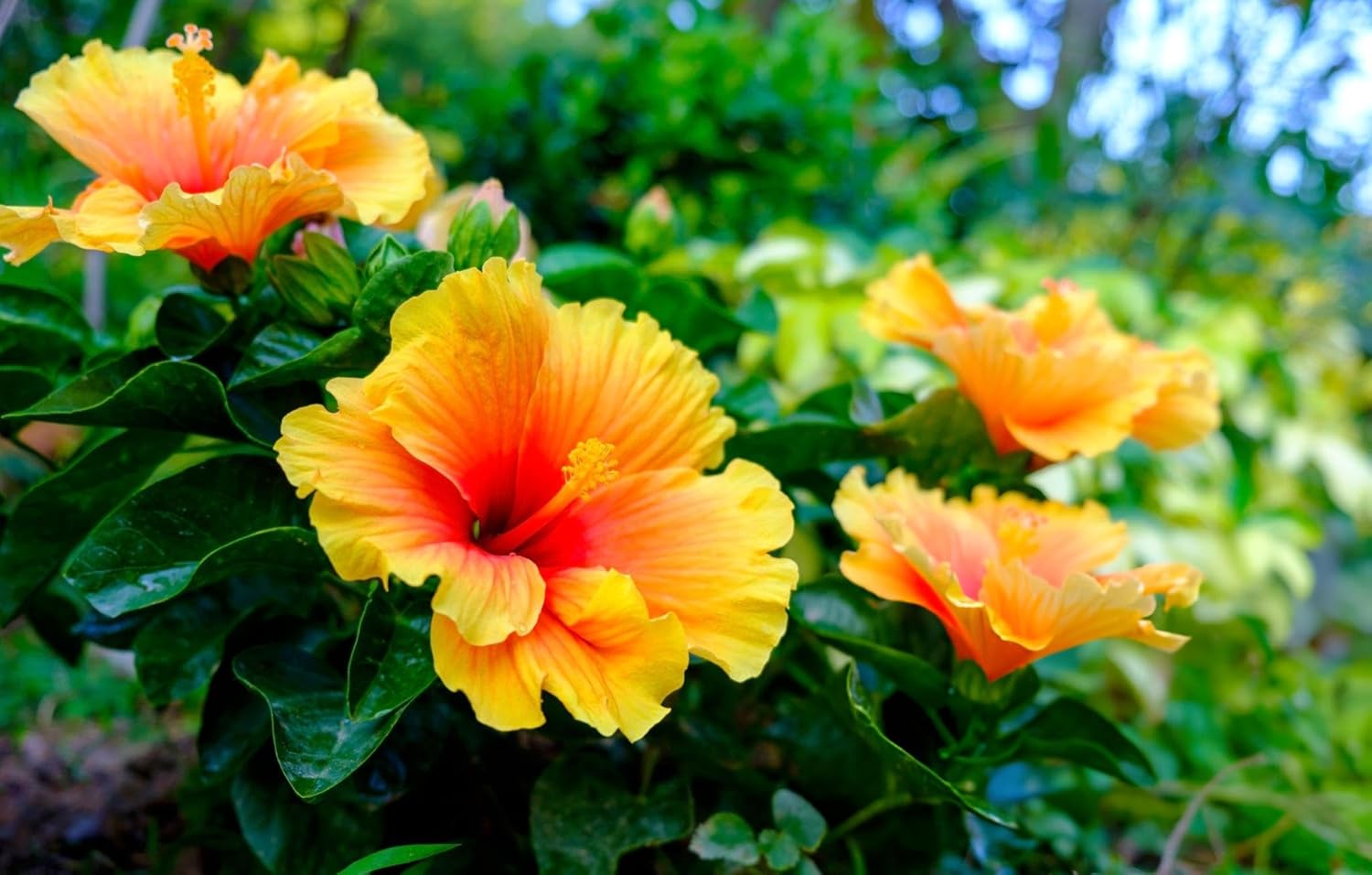 Indian Hibiscus Flower Plant (Yellow) | Hibiscus rosa-sinensis Live Flowering Plant for Home Garden - Image 6