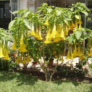 Yellow Datura Flower Plant – Elegant Golden Trumpet Blooms for Every Garden