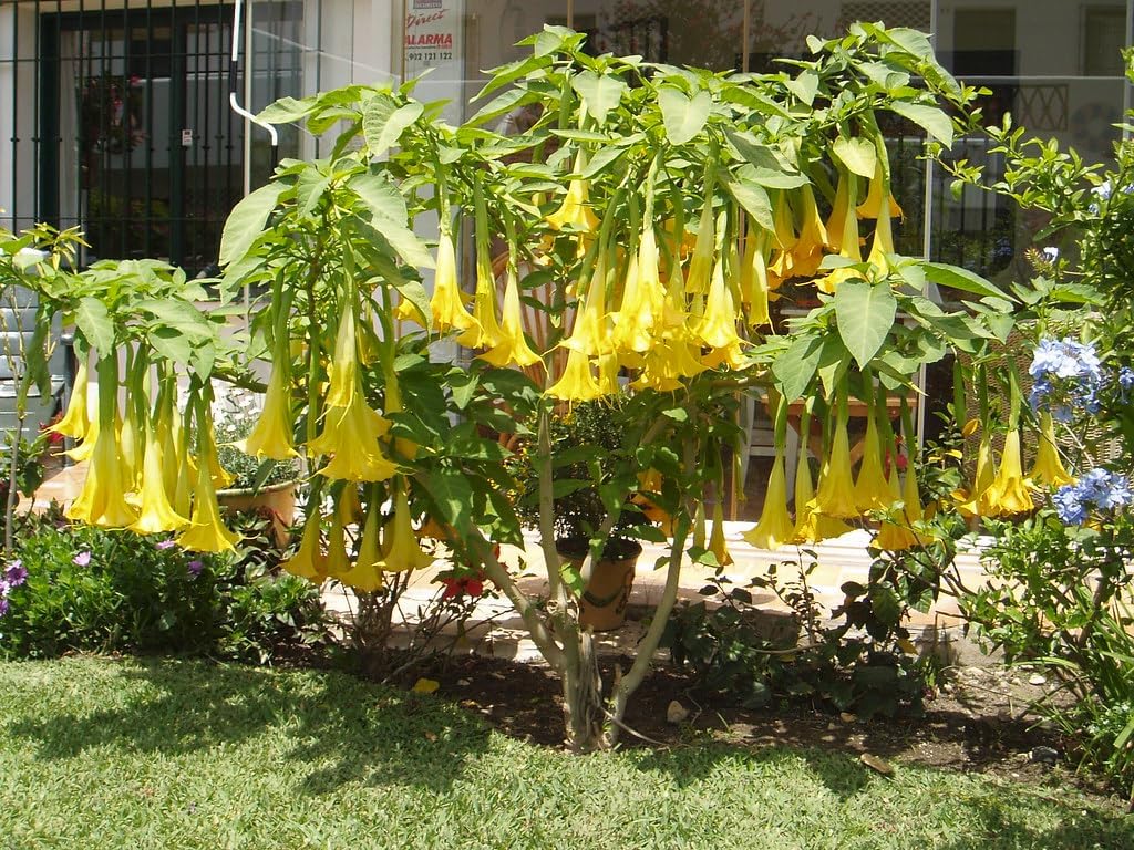 Yellow Datura Flower Plant – Elegant Golden Trumpet Blooms for Every Garden