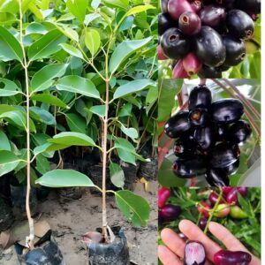 Thai KG 10 Black Jamun Jambolan Jam Grafted Plant | Premium Live Fruit Tree for Home Garden