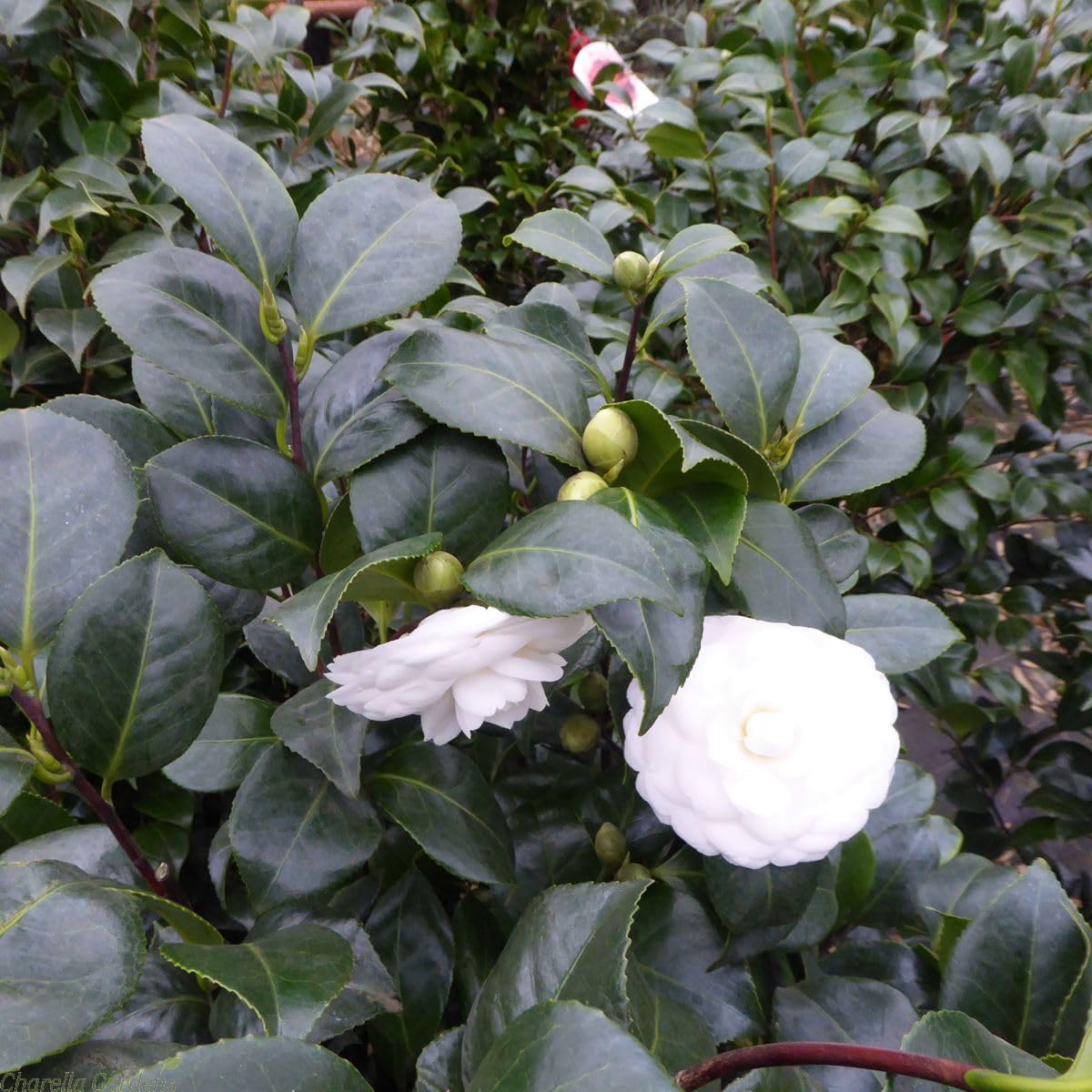 White Camellia Flower Plant | Camellia japonica White Japanese Camellia Live Flowering Plant - Image 3
