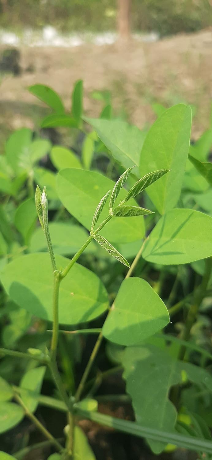 Blue Double Petal Aparajita Plant | Clitoria ternatea Double Blue Butterfly Pea Live Flowering Vine for Home Garden - Image 3