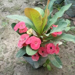 Pink Euphorbia Milii Flower Plant | Crown of Thorns Live Plant for Home Garden