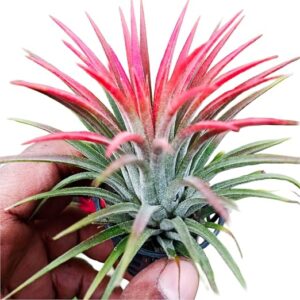 Air Plant Tillandsia Ionantha -Single Bulb live plant with pot