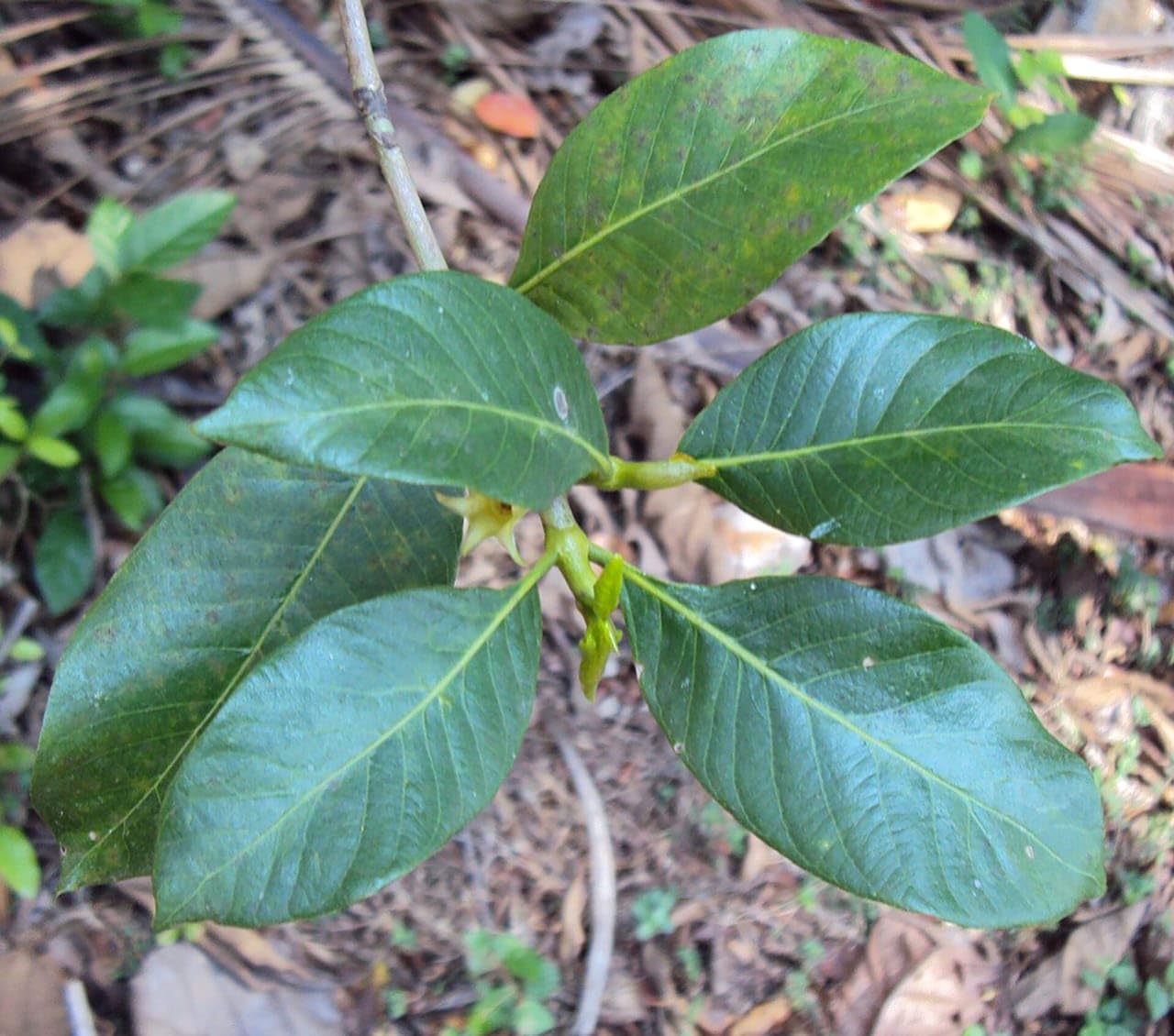 Hing Spice Plant (1.5-3 Feet Height) for Home Garden - Image 3