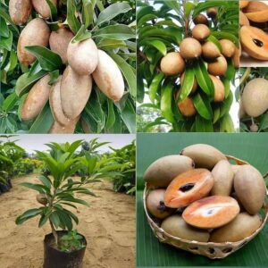 All Time Kalapatti Sapota (Chiku) Grafted Plant | Manilkara zapota Premium High Yield Live Fruit Tree for Home Garden