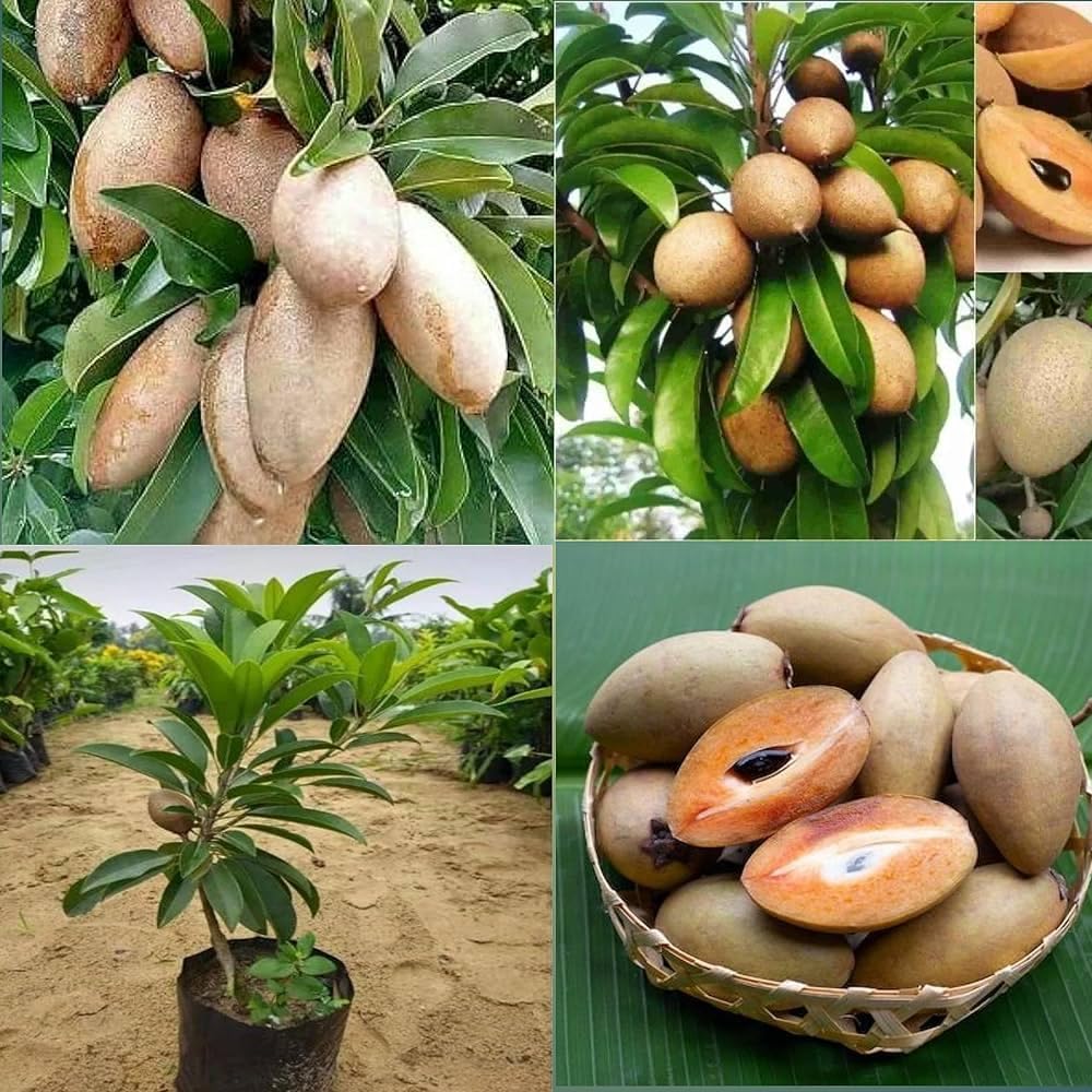 All Time Kalapatti Sapota (Chiku) Grafted Plant | Manilkara zapota Premium High Yield Live Fruit Tree for Home Garden