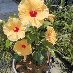 Indian Hibiscus Flower Plant (Yellow) | Hibiscus rosa-sinensis Live Flowering Plant for Home Garden