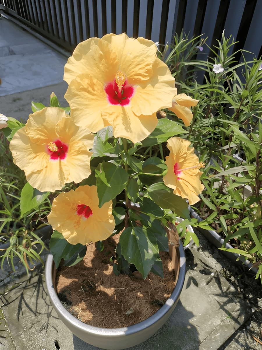 Indian Hibiscus Flower Plant (Yellow) | Hibiscus rosa-sinensis Live Flowering Plant for Home Garden