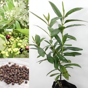 All Spice Plant (Sarvasugandhi / Jamaica Pepper) | Pimenta dioica Live Flowering, Ornamental & Spice Plant