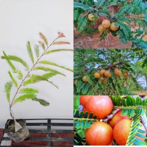 Red Amla Plant (Thai Variety Grafted) | Phyllanthus emblica Premium Live Fruit Plant for Home Garden