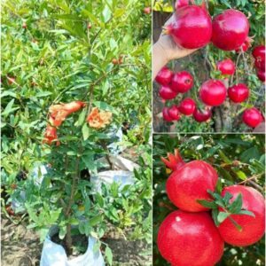 Hybrid Pomegranate Anar Ganesh Fruit Plant | Dwarf Grafted Live Pomegranate Tree for Home Garden