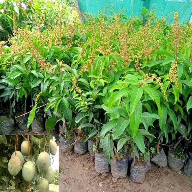 Grafted Himsagar All Time Mango Plant | Mangifera indica Premium Sweet Fibreless Mango Live Fruit Tree - Image 2