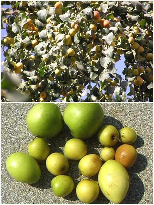 Apple Ber (Jujube Kul) Hybrid Fruit Plant - Image 3