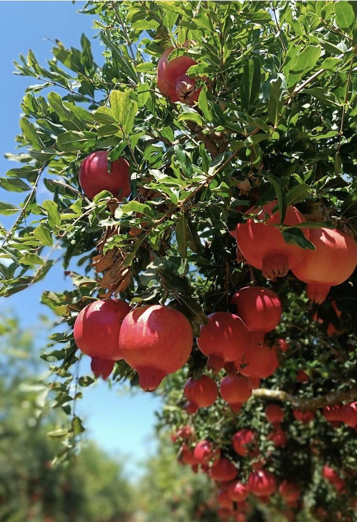 Pomegranate Granada Variety Fruit Plant – High Yielding Anar Tree - Image 3