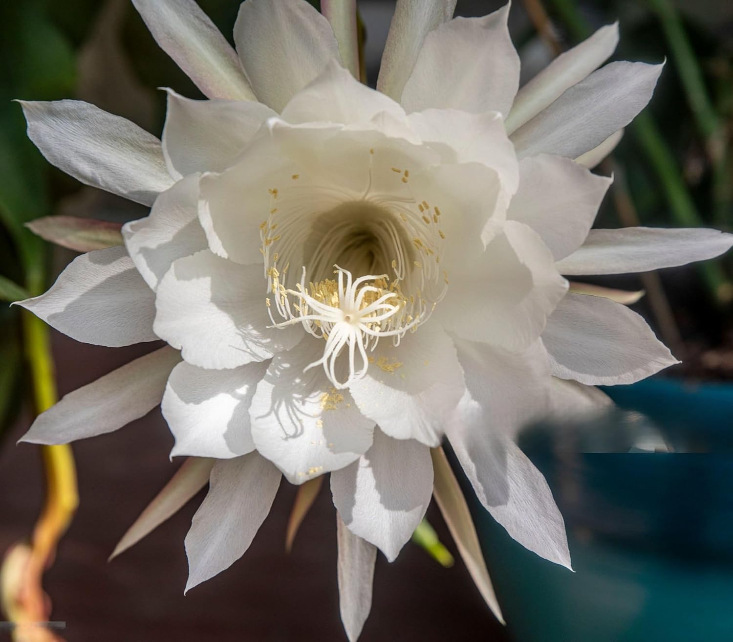 White Brahma Kamal plant (Saussurea obvallata) for home garden - Image 2