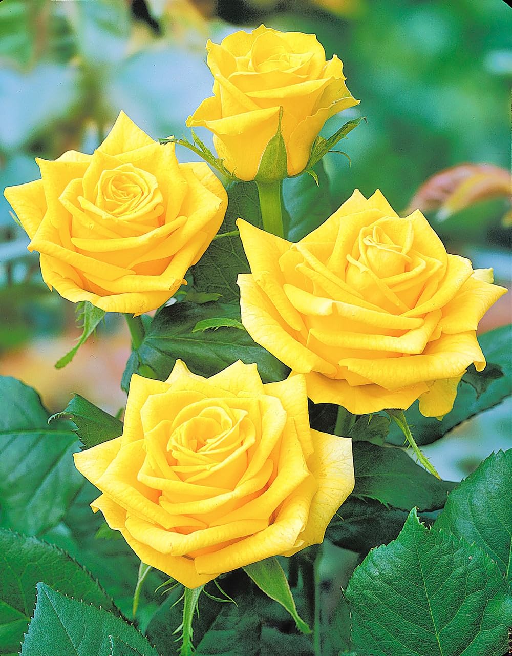Yellow Grafted Rose Fragrant Flower Plant -Elegant, Long Blooming & Sweetly Fragrant - Image 2